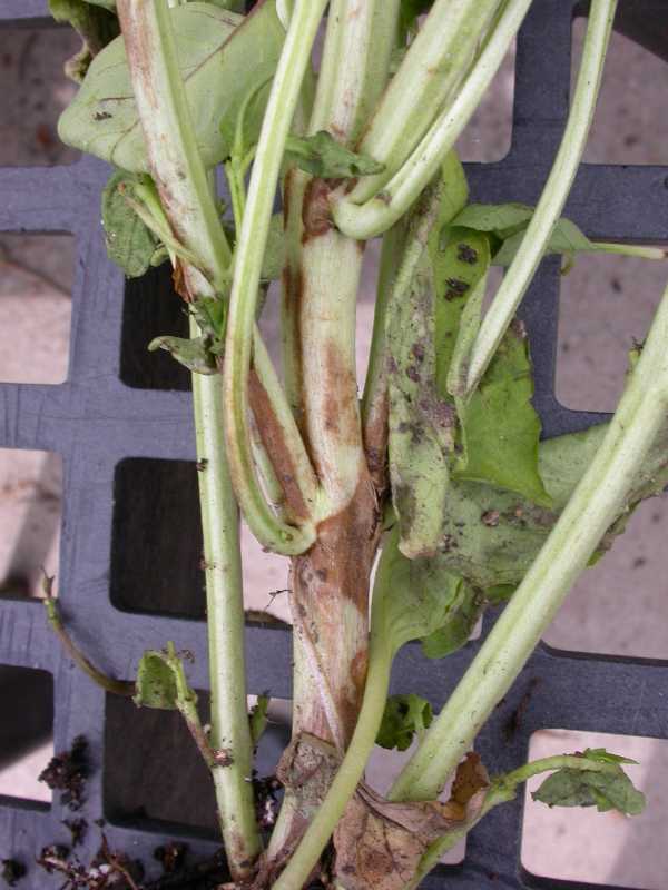 Fusarium Wilts and Rots